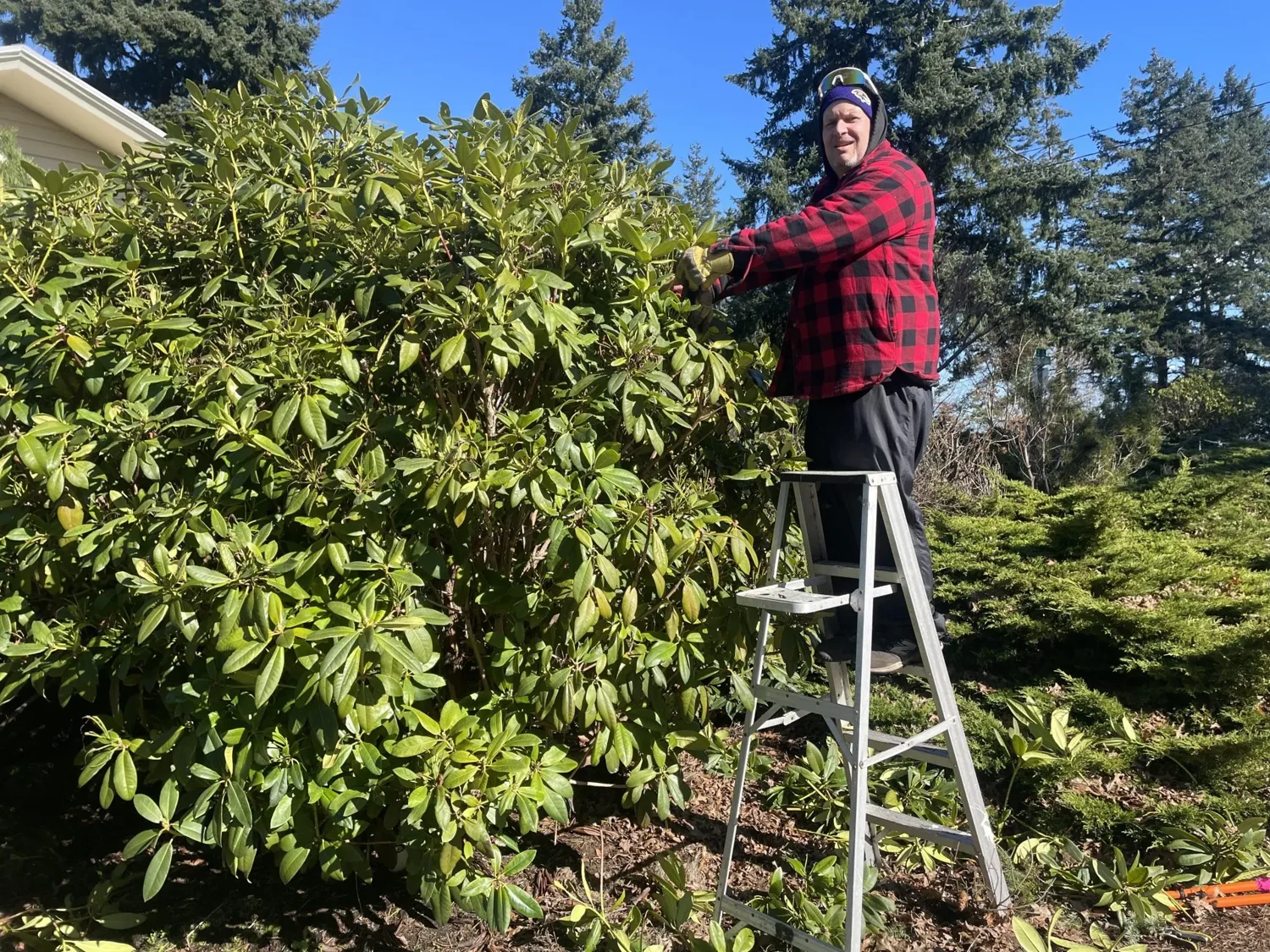 Eric’s Helping Hands yard-work photo: pruning a tall hedge on a sunny day